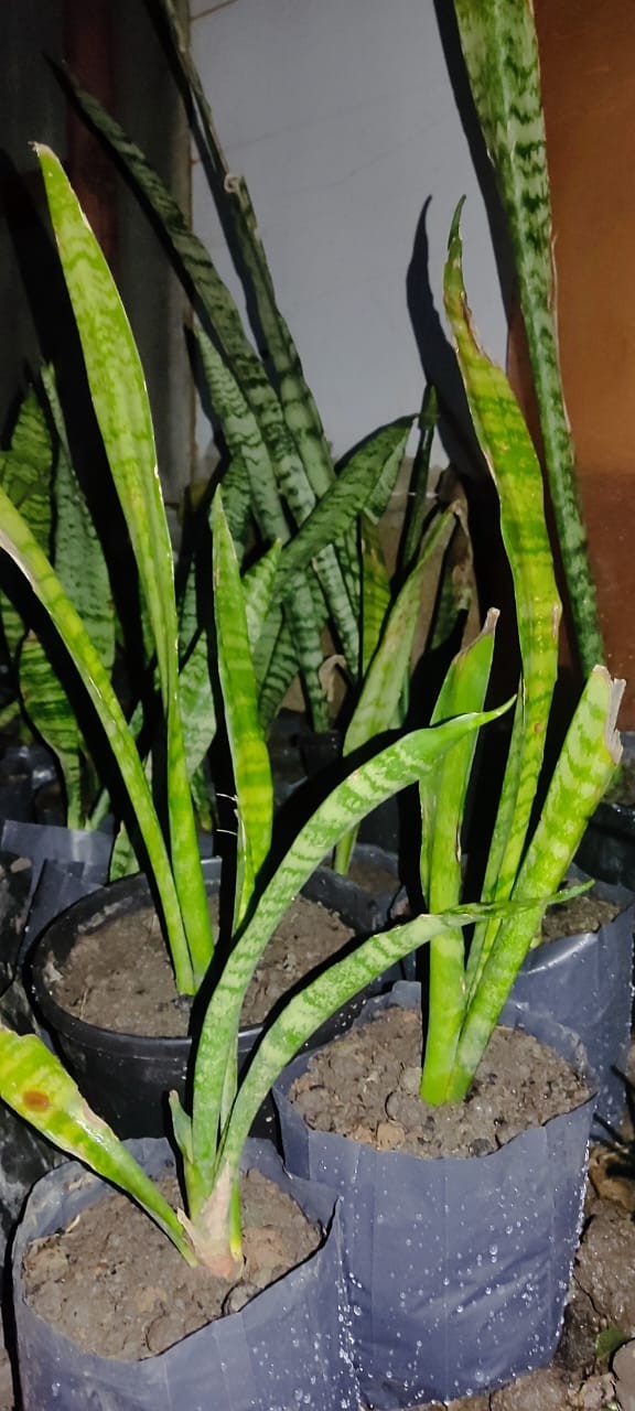 Snake Plant | Sansevieria