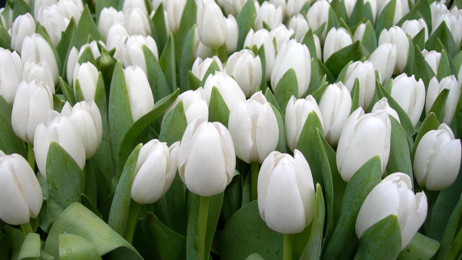 Tulip Bulbs | White Color