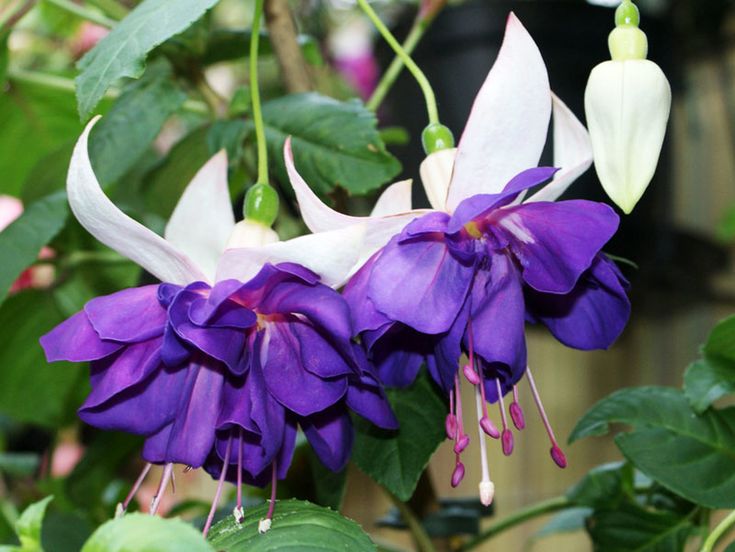 Hybrid Fuschia Plants Mixed Colors