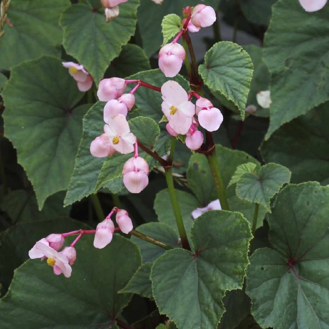 Hardy Begonia Plant