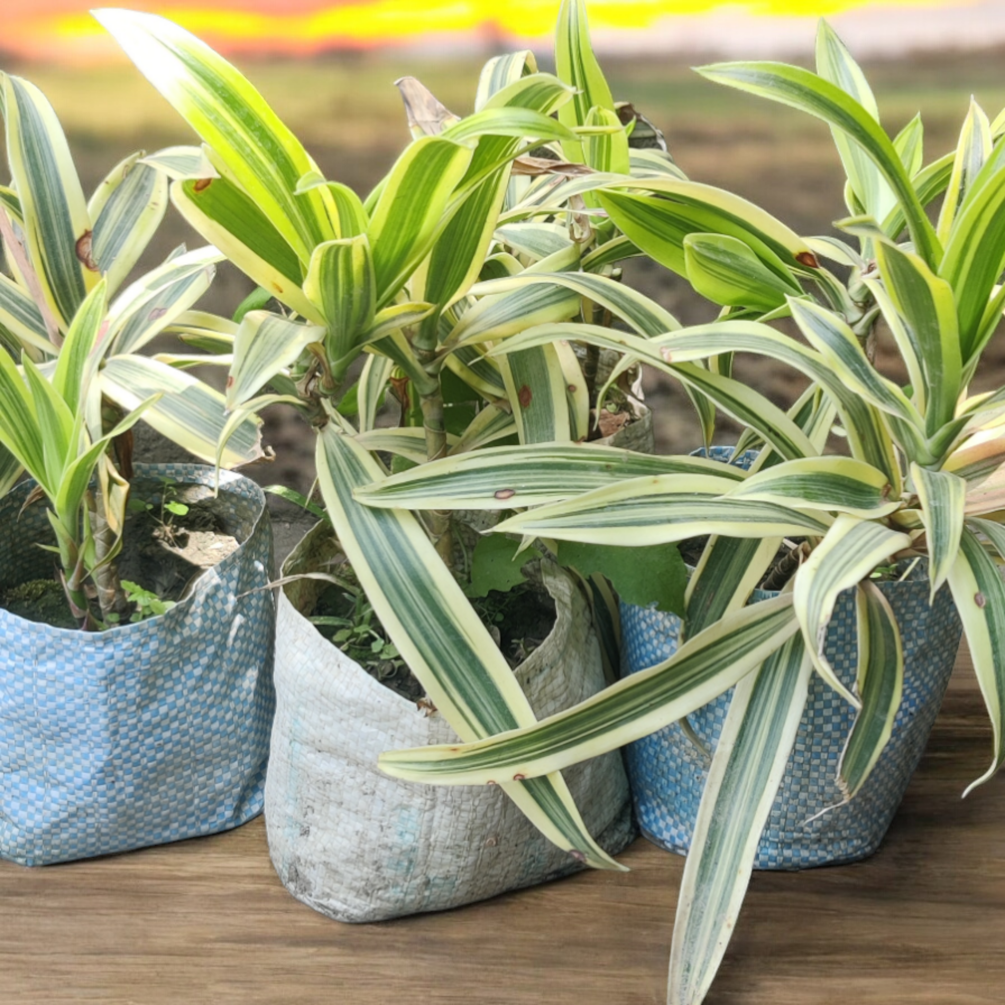 Song Of India Plant | Dracaena Reflexa