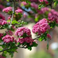 Flowering Ornamental Hawthorn - The Ultimate Spring Centerpiece for Your Garden