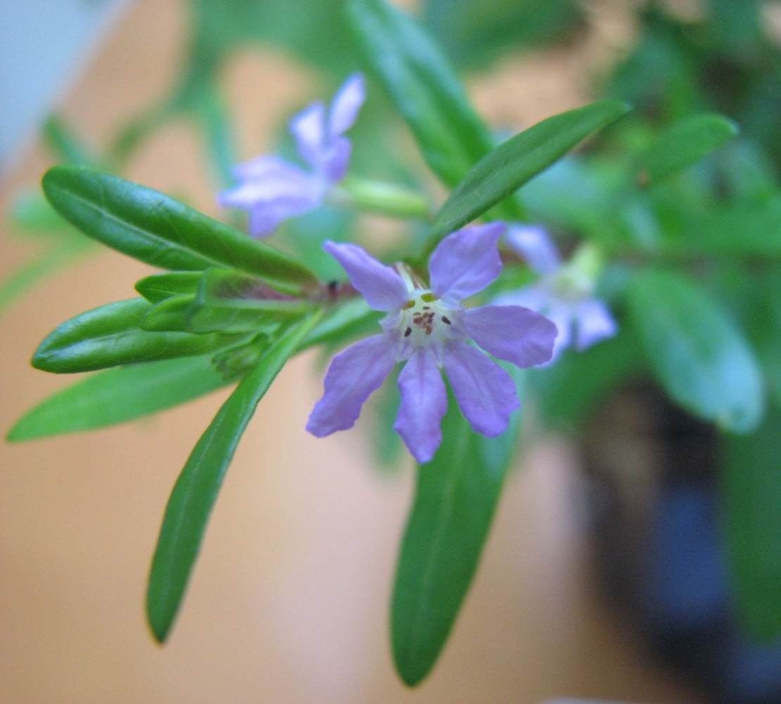 False Heather Plant | Cuphea Hyssopifolia