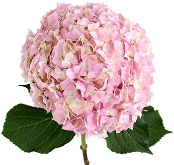 Hydrangea Plant (Any Color)