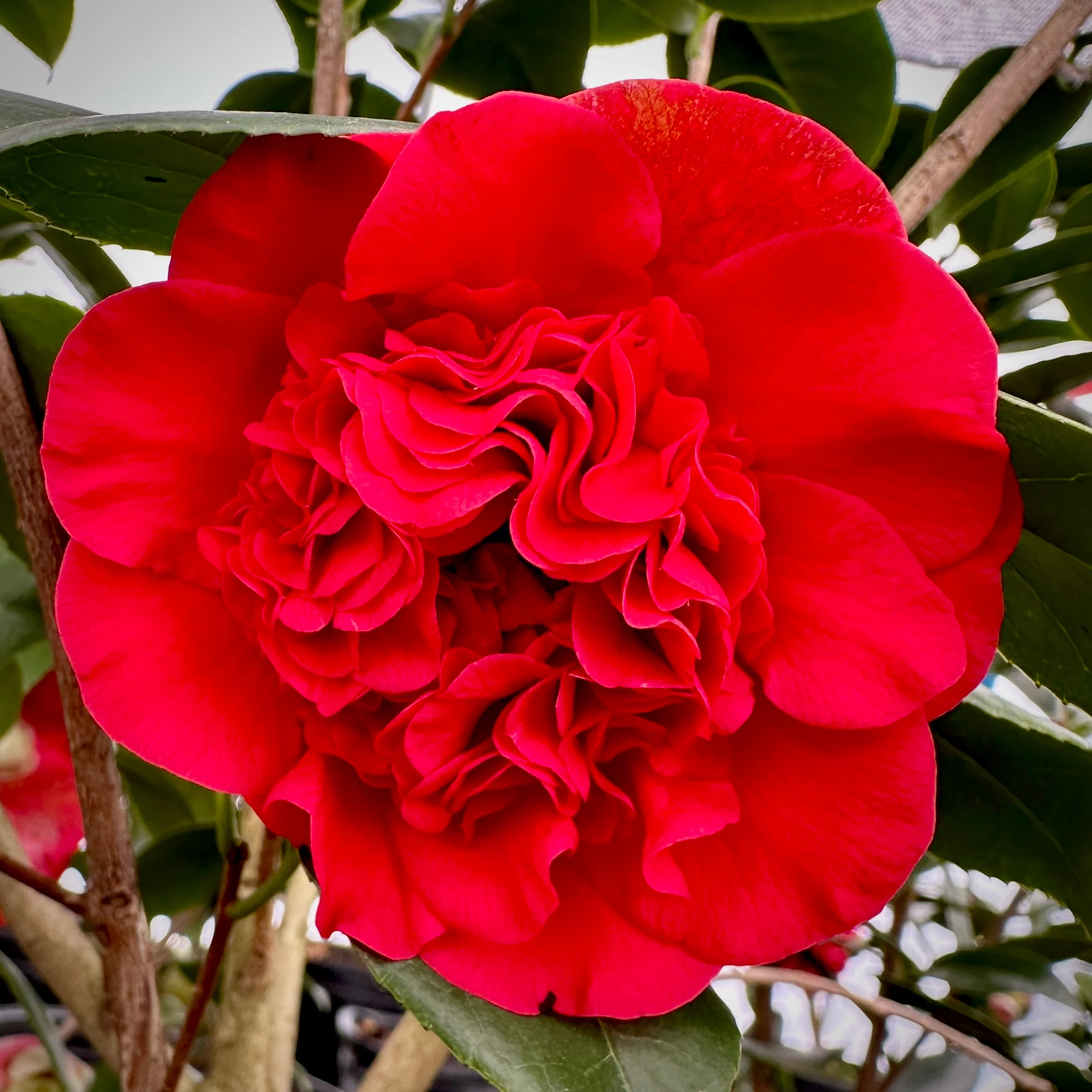 Camelia Flower Plant | Any Color