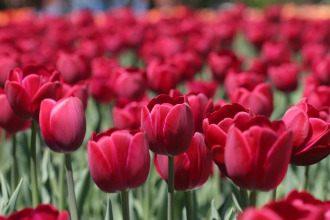 Tulip Bulbs | Red Color