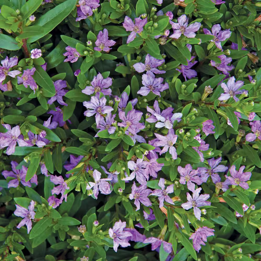 False Heather Plant | Cuphea Hyssopifolia
