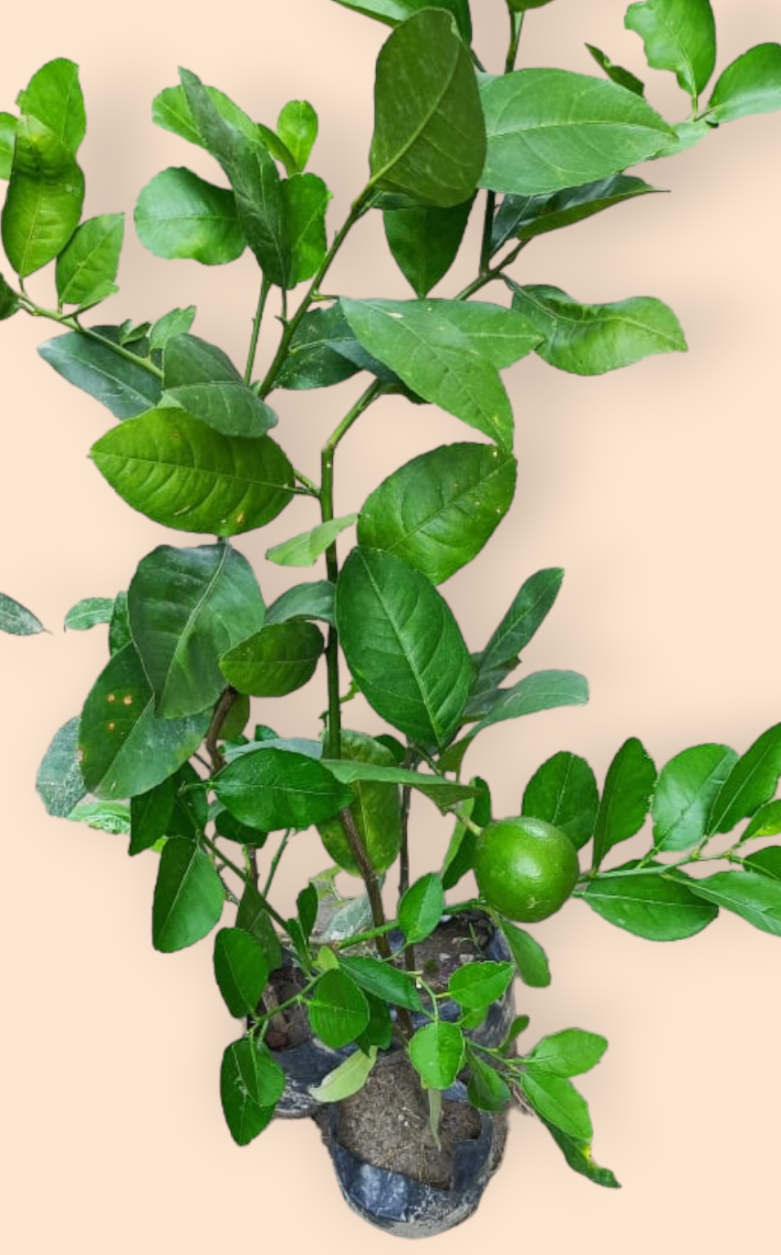 Thai Seedless Lemon Plant