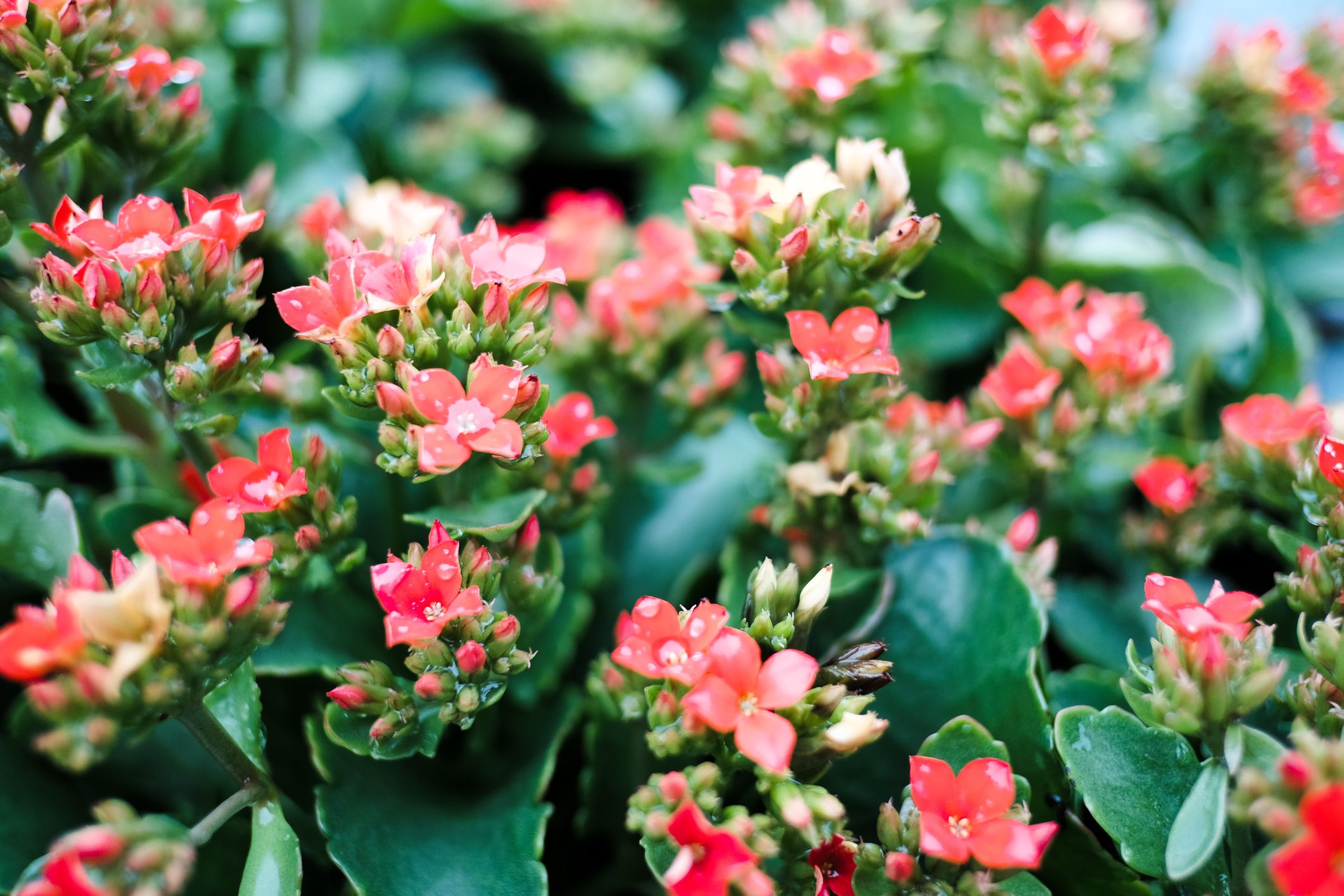 Kalanchoe Plant