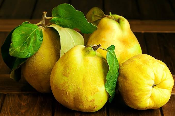 Quince Apple Fruit Plant