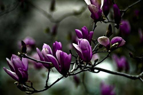Magnolia Purple Flower Plant