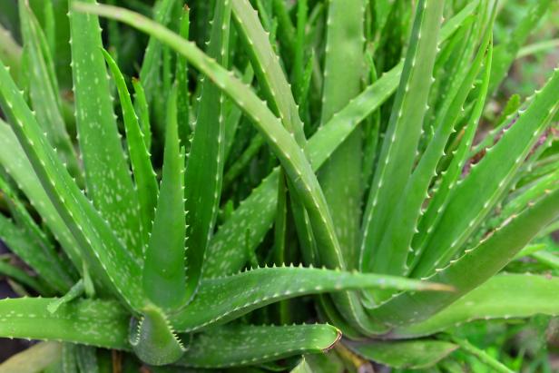 Aloe Vera Succulent Plant – Natural Skin Care & Indoor Air Purifier