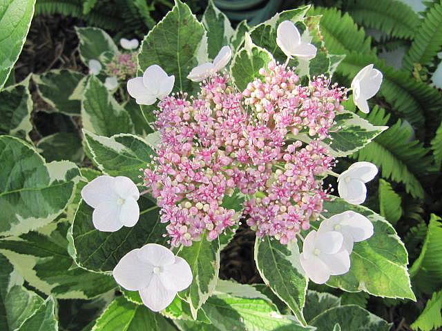 Variegated Lacecap Hydrangea Plant
