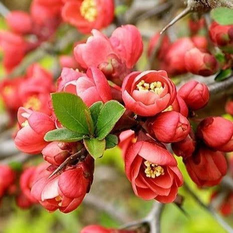 Japanese Flowering Quince Plant