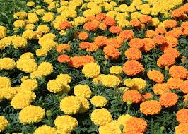 Chrysanthemum Marigold Plant