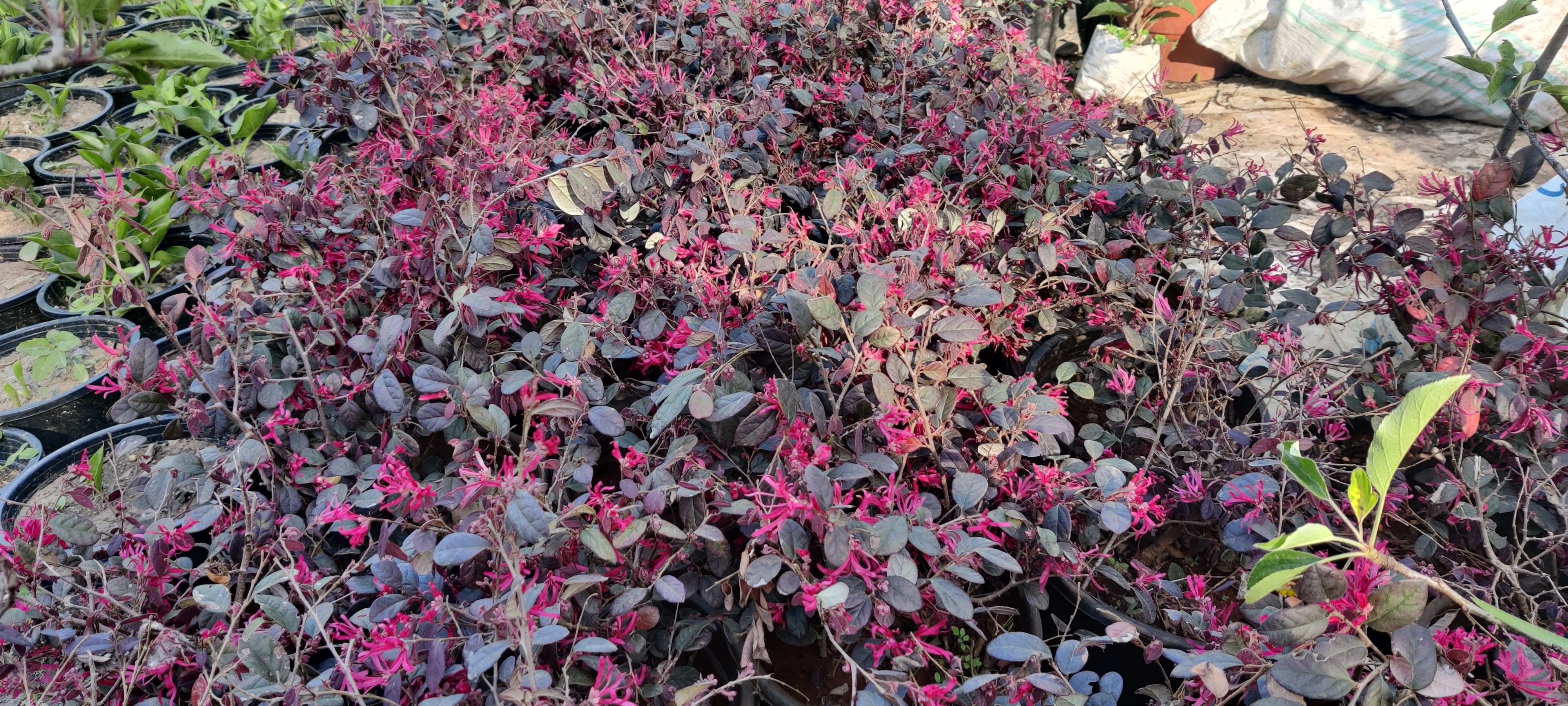 Loropetalum | Chinese Fringe Flower Plant