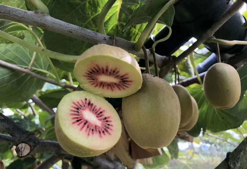 Kiwi Fruit Plant | Enza Red