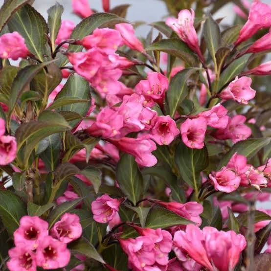 Weigela Plant | Weigela Florida