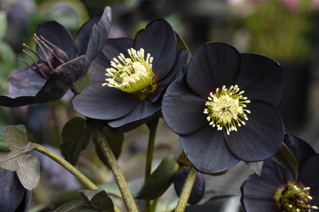 Helleborus Plant