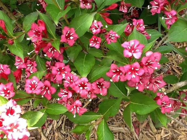 Weigela Plant | Weigela Florida
