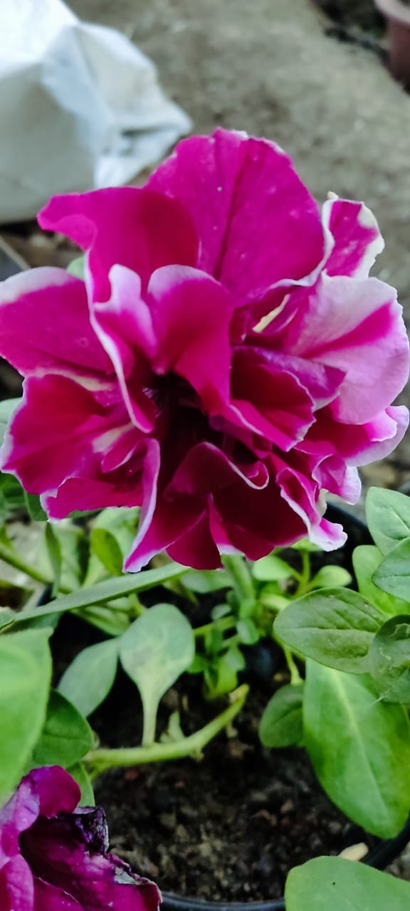 Petunia Double Plant