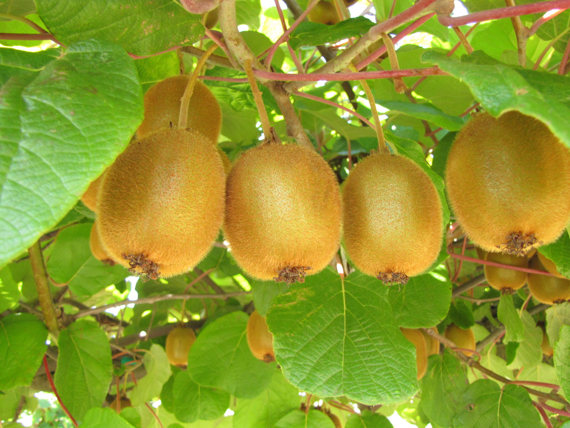 Kiwi Fruit Plant | Hayward