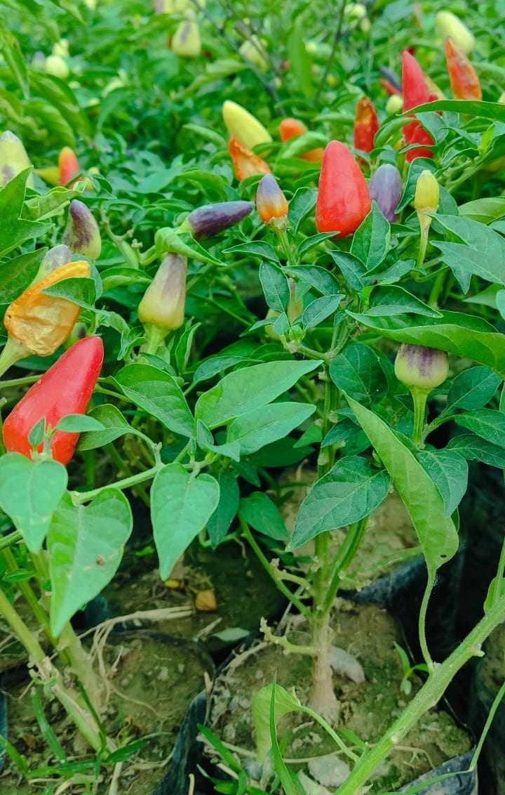 Ornamental Chilli Plant | Ornamental Pepper