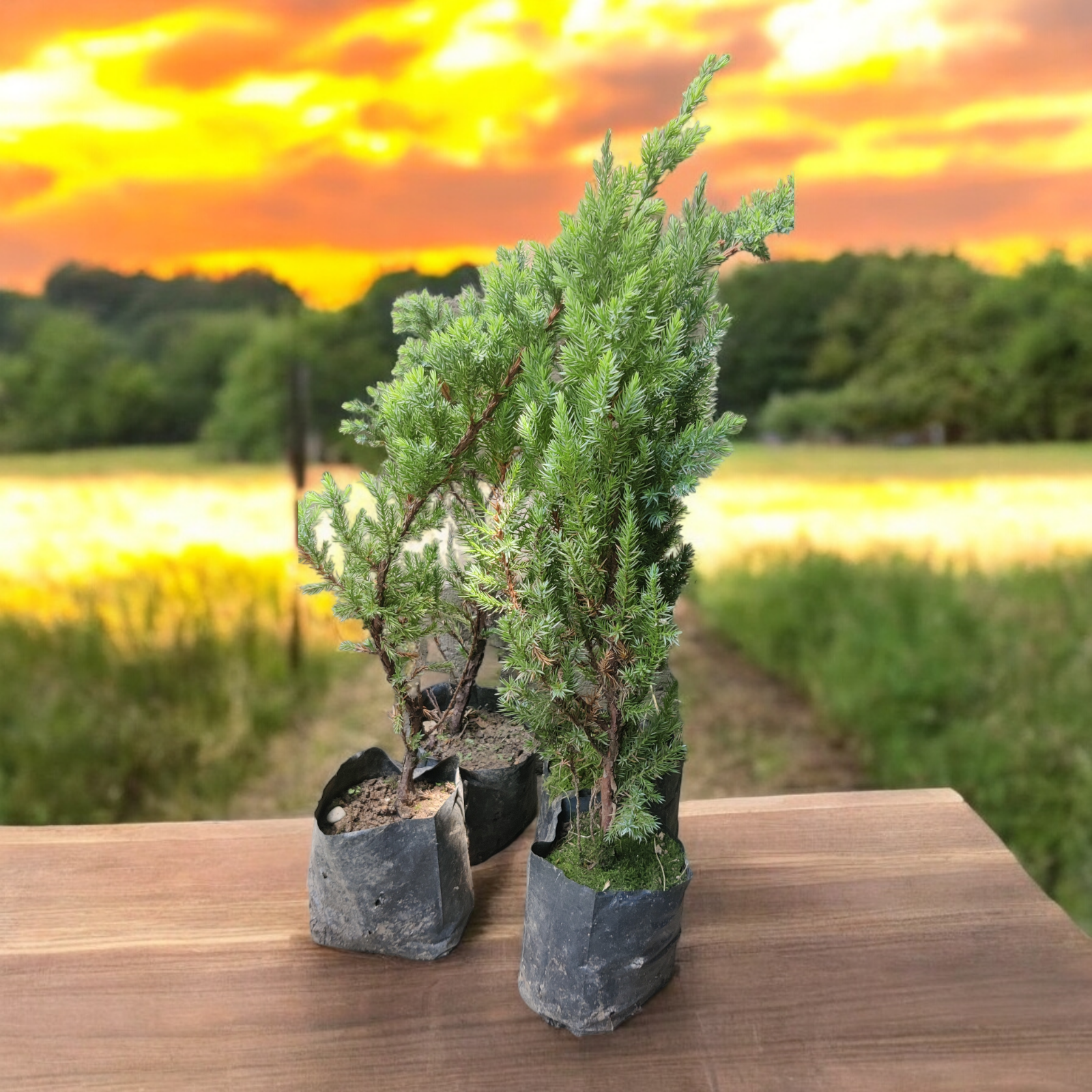 Chinese Juniper Plant | Juniperus Chinensis