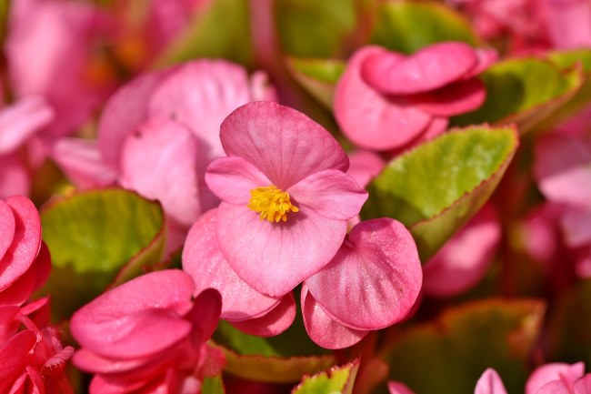 Wax Begonia Plant