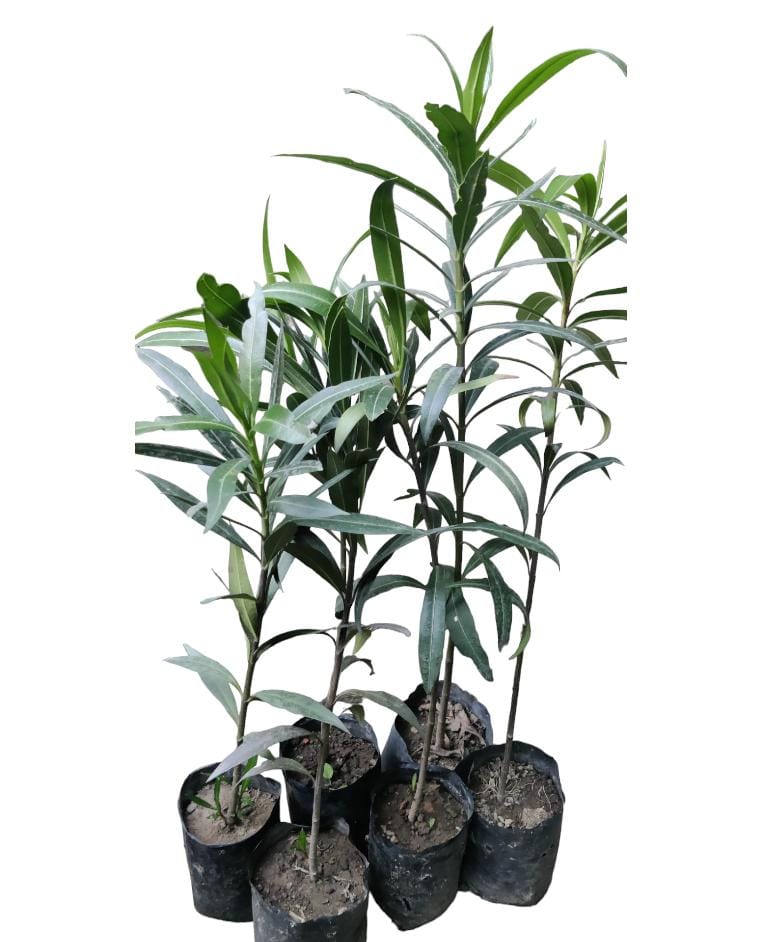 Oleander Plant