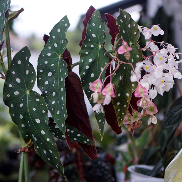 Polka Dot Begonia Plant