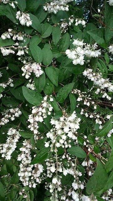 Fuzzy Pride of Rochester Deutzia Plant (Deutzia scabra) – Flowering Shrub for Gardens | Live Plant India