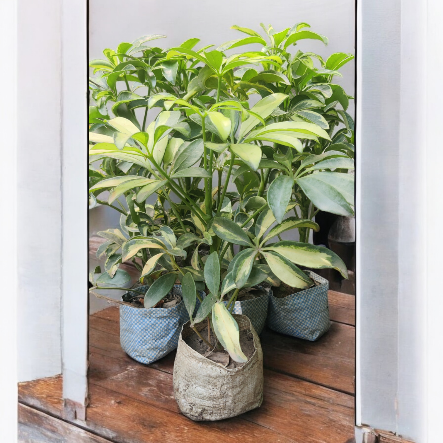 Dwarf Umbrella Plant | Schefflera Arboricola