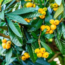 Loquat Plant