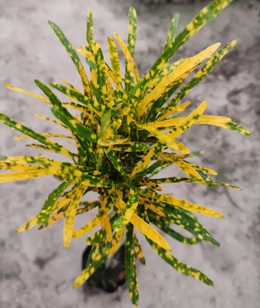 Golden Dust Croton Plant | Thin Leaves