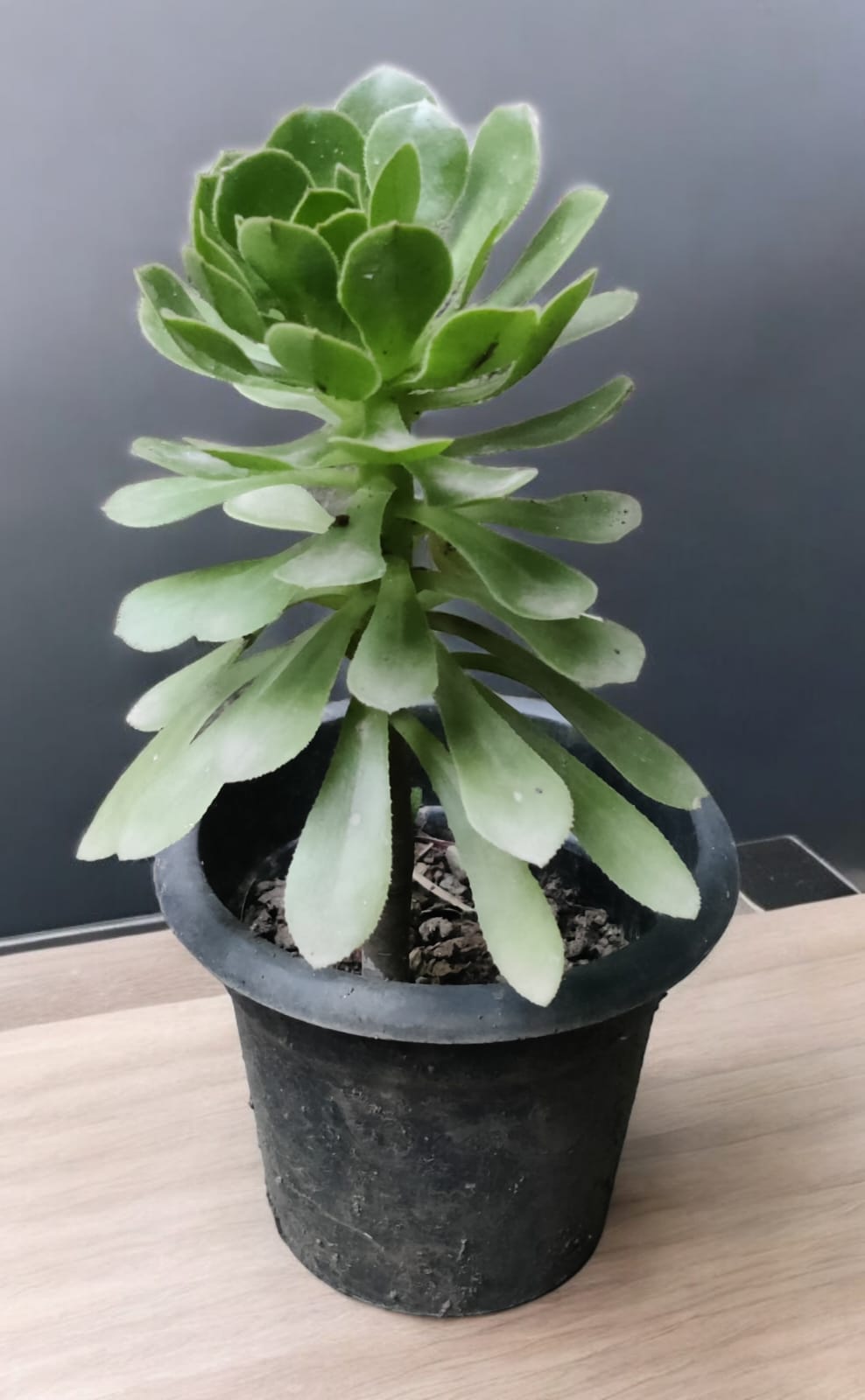 Tree Aeonium | Tree Houseleek Plant