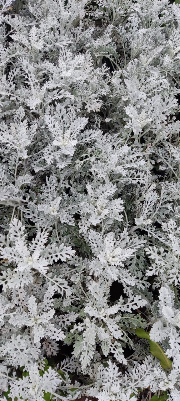 Silver Dust | Dusty Miller Plant