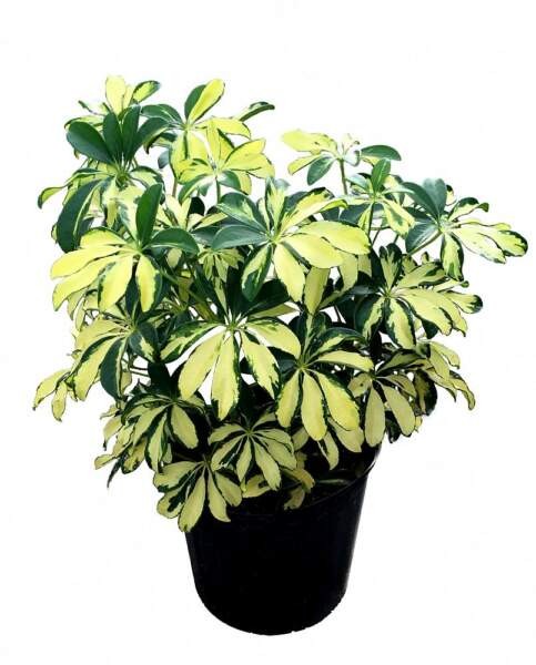 Dwarf Umbrella Plant | Schefflera Arboricola