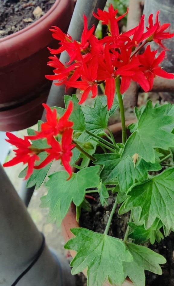 Butterfly Geranium Plant