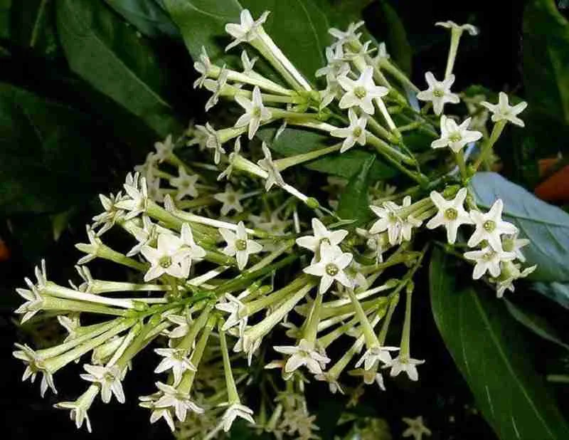 Raat Ki Rani | Night Blooming Jasmine Plant