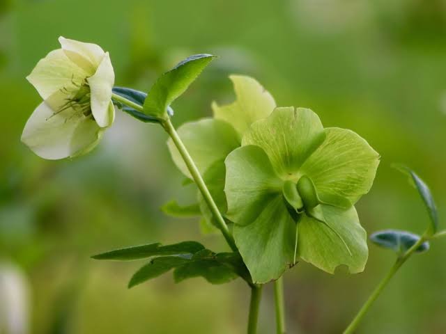 Helleborus Plant