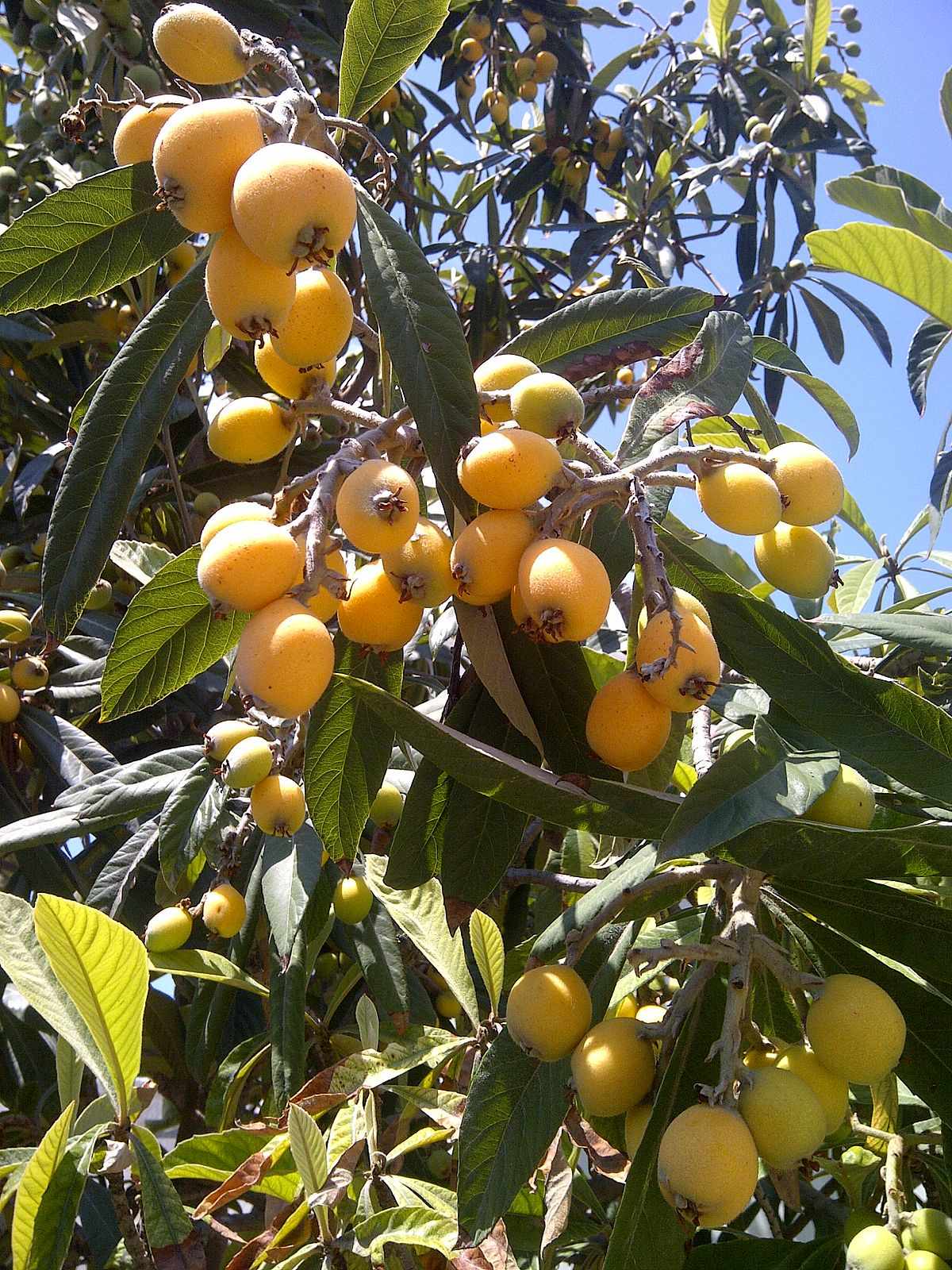 Loquat Plant