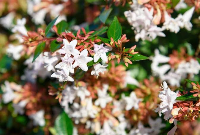 Abelia Plant