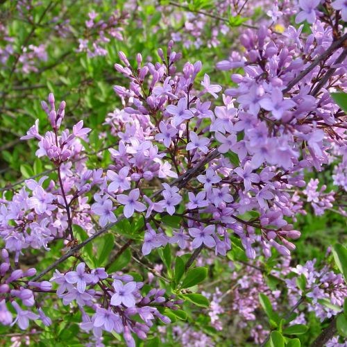 Cutleaf Lilac Plant | Syringa laciniata | Sweet Spring Fragrance & Exotic Feathery Foliage