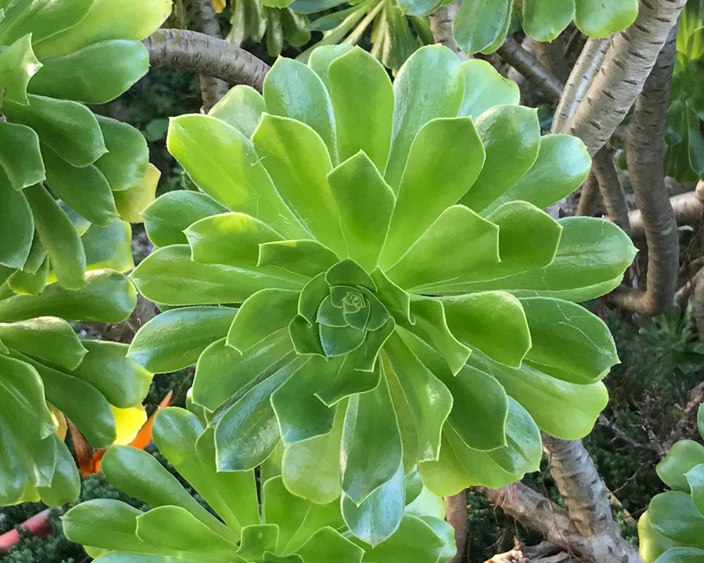 Tree Aeonium | Tree Houseleek Plant