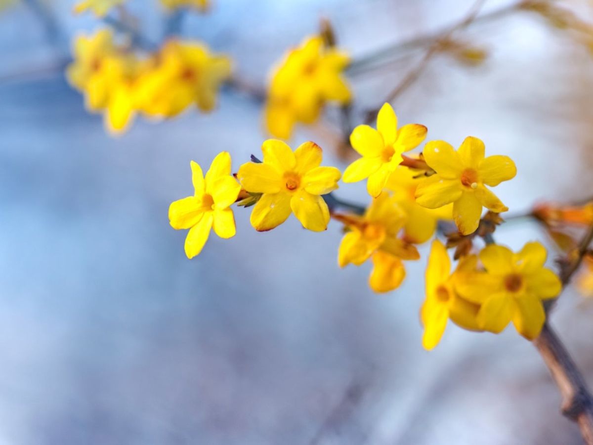 Winter Jasmine |Jasminum Nudiflorum