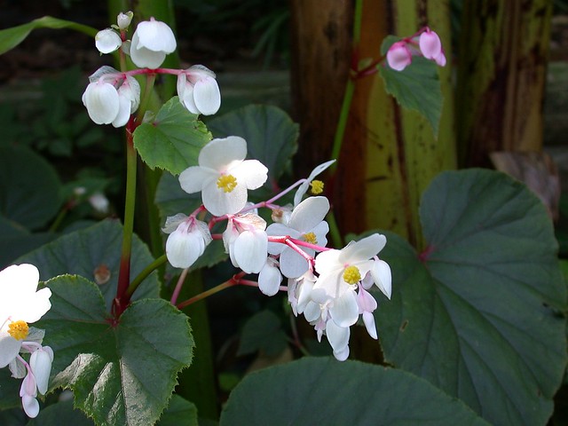 Hardy Begonia Plant