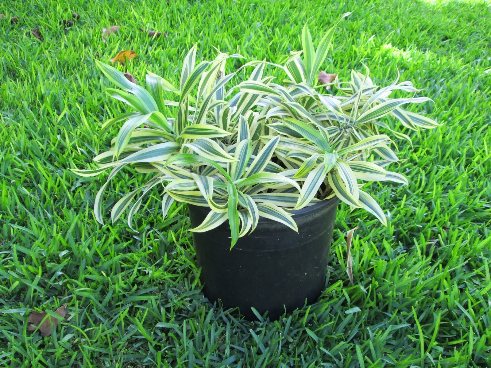 Song Of India Plant | Dracaena Reflexa