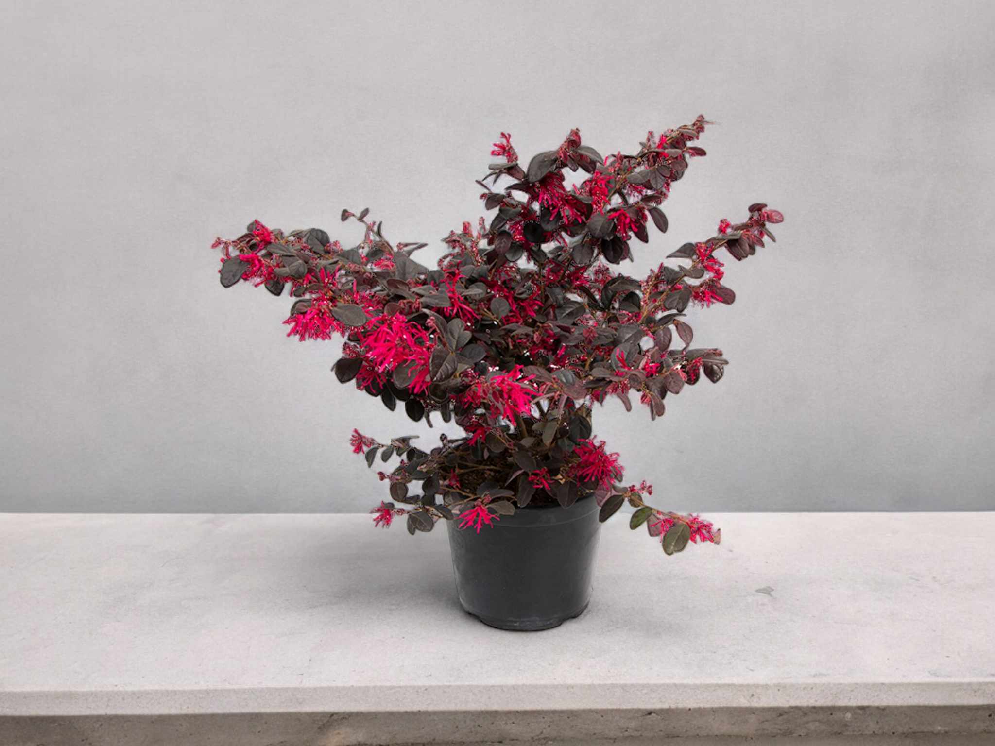 Loropetalum | Chinese Fringe Flower Plant