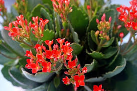 Kalanchoe Plant